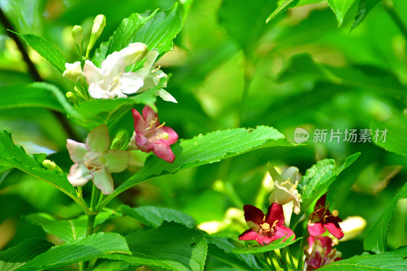 Weigela coraeensis花